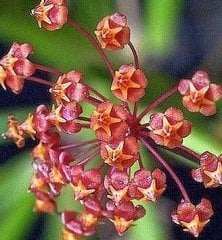Hoya loheri -  kokulu mum çiçeği 10-20 cm boyda mini saksıda köklü.Güçlü sürgünlü (kod:new122c)