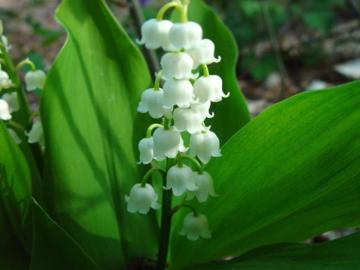 Kod:müge02 Lily of the Valley - 'Convallaria Majalis (Yoğun kokulu çiçek açabilecek büyüklükte 1 rizom)