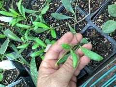 Hoya Loheri-  kokulu mum çiçeği 2 yaprak toprak da köklü ve Sürgünlü (kod:new122a)