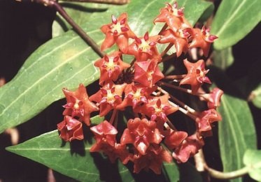 Hoya sp.Philippines (IML 831) -  kokulu mum çiçeği 2 yaprak toprak da köklü ve Sürgünlü (kod:new123a)