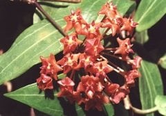Hoya sp.Philippines (IML 831) -  kokulu mum çiçeği 2 yaprak toprak da köklü ve Sürgünlü (kod:new123a)