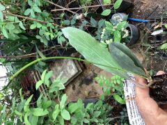 Hoya sp.Philippines (IML 831) -  kokulu mum çiçeği 2 yaprak toprak da köklü ve Sürgünlü (kod:new123a)