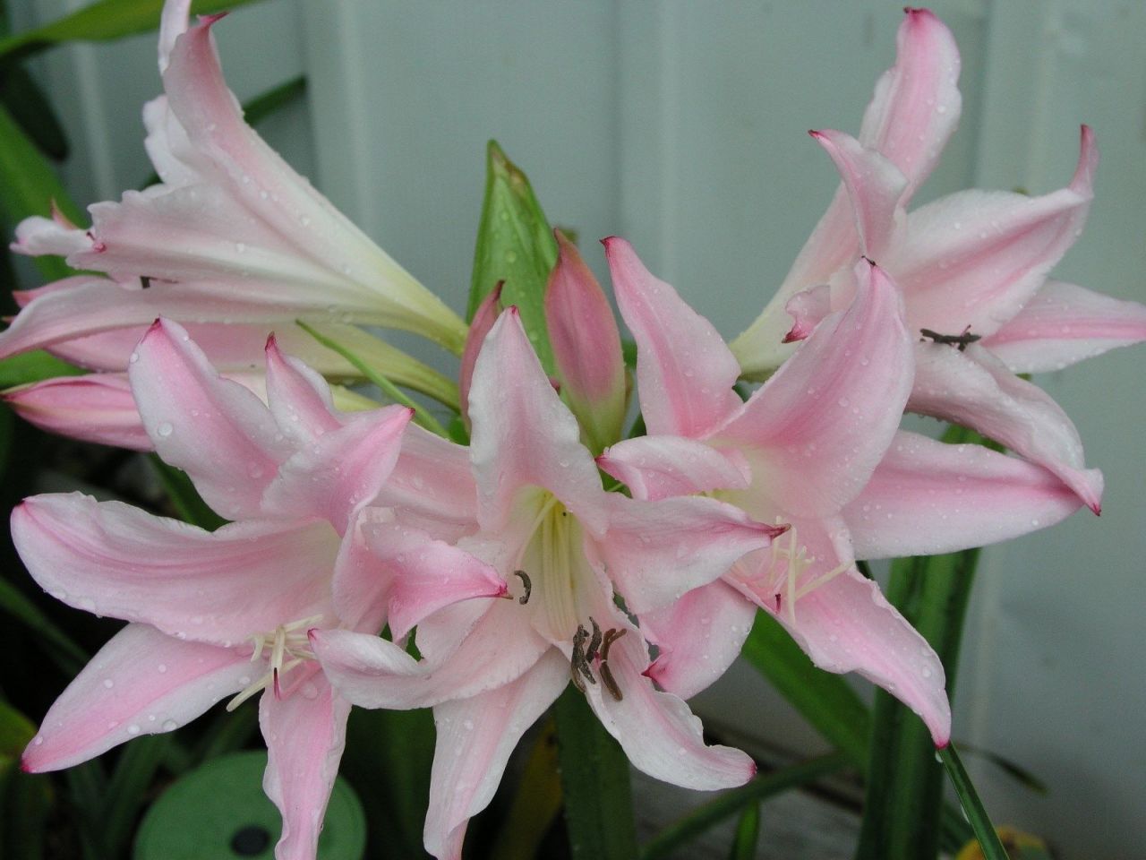 Kod:cr23 Açık pembe  - Amarcrinum are hybrid crosses of Amaryllis belladonna and Crinum moorei (sağlıklı 1 adet büyük soğan)