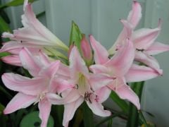 Kod:cr24 Açık pembe  - Amarcrinum are hybrid crosses of Amaryllis belladonna and Crinum moorei (sağlıklı 1 adet orta büyüklükte soğan)