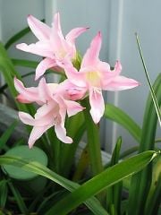 Kod:cr24 Açık pembe  - Amarcrinum are hybrid crosses of Amaryllis belladonna and Crinum moorei (sağlıklı 1 adet orta büyüklükte soğan)