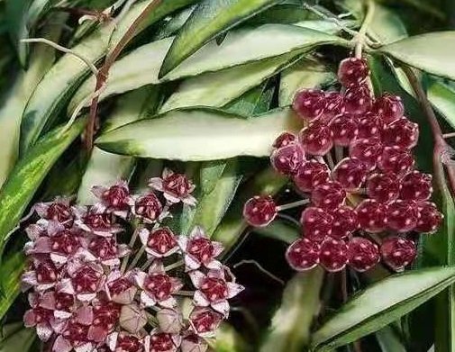 Hoya wayetii variegata -  kokulu mum çiçeği 2 - 4 yaprak toprak da köklü ve Sürgünlü (kod:new121a)