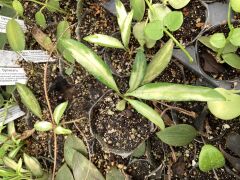 Hoya wayetii variegata -  kokulu mum çiçeği 2 - 4 yaprak toprak da köklü ve Sürgünlü (kod:new121a)