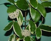 Hoya Acuta albomarginata -  kokulu mum çiçeği 10-20 cm boyda mini saksıda köklü.Güçlü sürgünlü (kod:new119c)