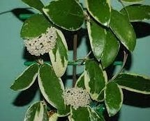 Hoya Acuta albomarginata -  kokulu mum çiçeği 10-20 cm boyda mini saksıda köklü.Güçlü sürgünlü (kod:new119c)