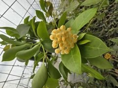 Hoya obscura yellow, keskin kokulu, 10-20 cm boyda mini saksıda köklü.Güçlü sürgünlü (kod:new117c)
