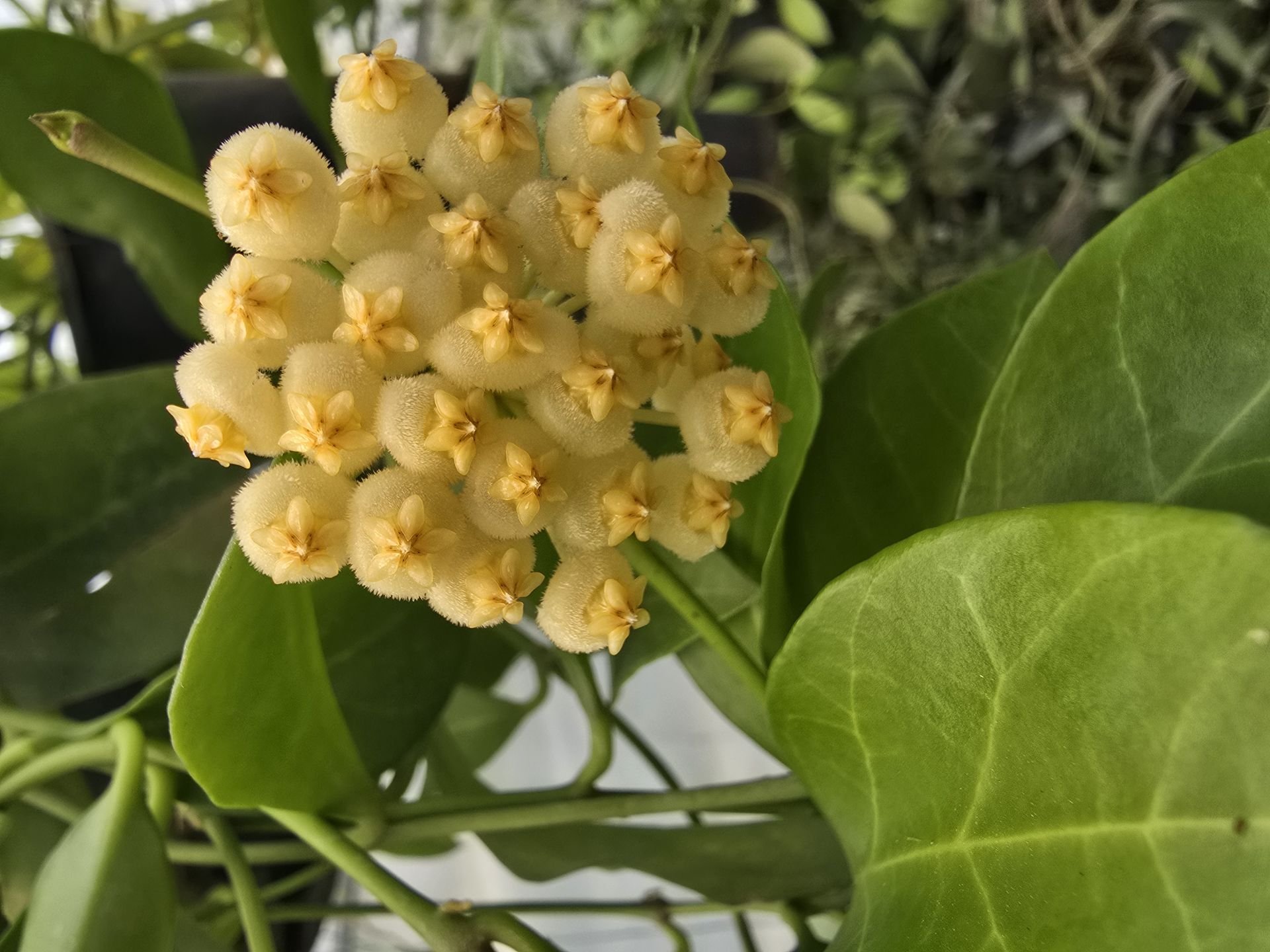 Hoya obscura yellow, keskin kokulu, 10-20 cm boyda mini saksıda köklü.Güçlü sürgünlü (kod:new117c)