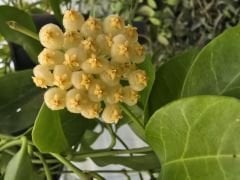 Hoya obscura yellow, keskin kokulu, 10-20 cm boyda mini saksıda köklü.Güçlü sürgünlü (kod:new117c)