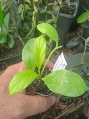 Hoya obscura yellow, keskin kokulu, 10-20 cm boyda mini saksıda köklü.Güçlü sürgünlü (kod:new117c)