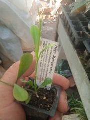 Hoya Manipurensis - kokulu mum çiçeği 8-10 cm boyda mini saksıda köklü.Güçlü sürgünlü (kod:new116c)
