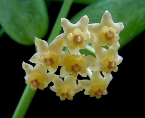 Hoya  Pandurata - kokulu mum çiçeği 10-20 cm  toprak da köklü güçlü surgunlu (kod:new111c)