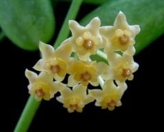 Hoya  Pandurata - kokulu mum çiçeği 10-20 cm  toprak da köklü güçlü surgunlu (kod:new111c)
