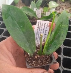 Hoya Lobbii black - mum çiçeği 10-20 cm boyda mini saksıda köklü.Güçlü sürgünlü (kod:new125c)