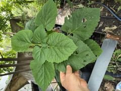 Kod:y55 Arap ful - Clerodendrum Fragrans (40-60 cm)