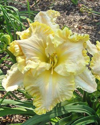 Kod:hem33 Hemerocallis 'Finders Keepers' Daylily Hardy Perennial (Çiçek açabilecek sağlıklı 1adet rizom)