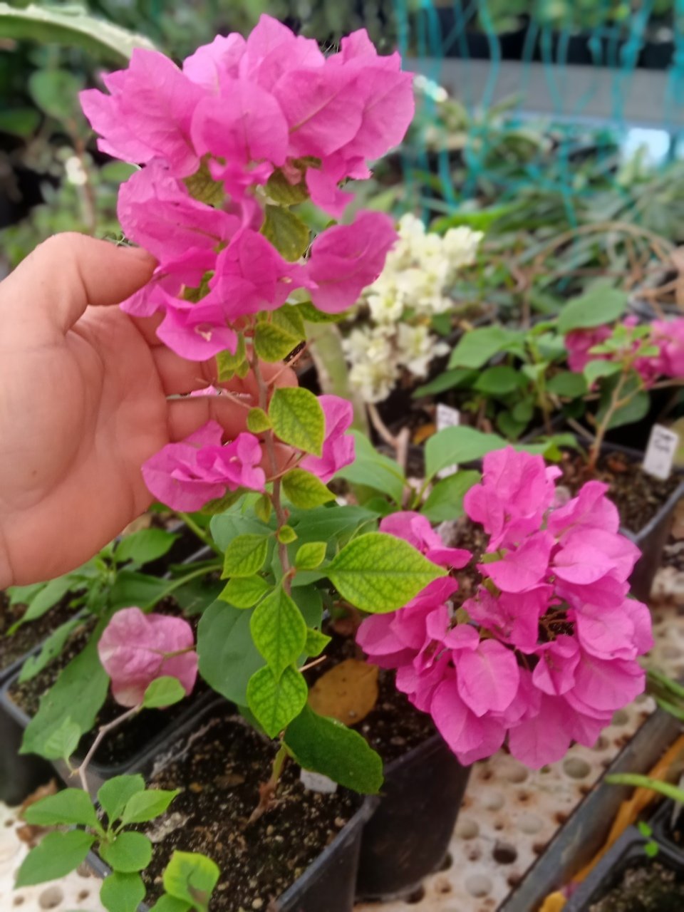 Kod:beg23 deep purple begonvil (2 yaşında, 40 - 60 cm boyda)