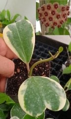 Hoya kerrii variegata  - Kokulu mum çiçeği 2-4 yaprak toprak da köklü ve Sürgünlü (kod:mum155a)