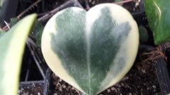 Hoya kerrii variegata  - Kokulu mum çiçeği 10-20 cm boyda mini saksıda köklü.Güçlü sürgünlü (kod:mum155c)