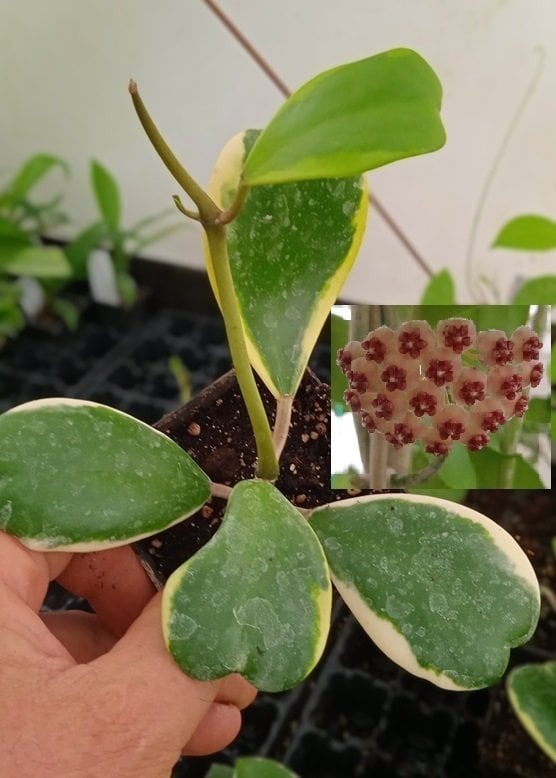 Hoya kerrii variegata  - Kokulu mum çiçeği 10-20 cm boyda mini saksıda köklü.Güçlü sürgünlü (kod:mum155c)