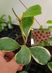 Hoya kerrii variegata  - Kokulu mum çiçeği 10-20 cm boyda mini saksıda köklü.Güçlü sürgünlü (kod:mum155c)