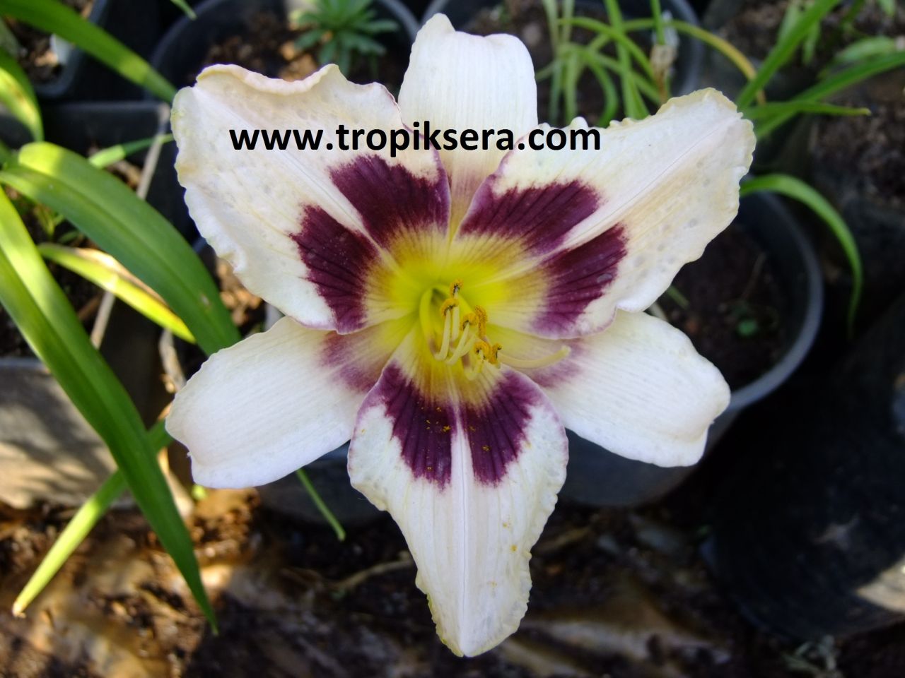 Kod:hem38 Hemerocallis 'Canadian Border Patrol' Daylily Hardy Perennial (Çiçek açabilecek sağlıklı 1adet rizom)