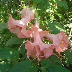 Kod:br013 Yoğun kokulu, Meleklerin boruları( katmerli kırmızı) - Duble brugmansia sp, Angels trumpet, 2 yaşında