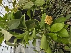 Hoya obscura yellow -  kokulu mum çiçeği 2 yaprak toprak da köklü ve sürgünlü (kod:new126a)