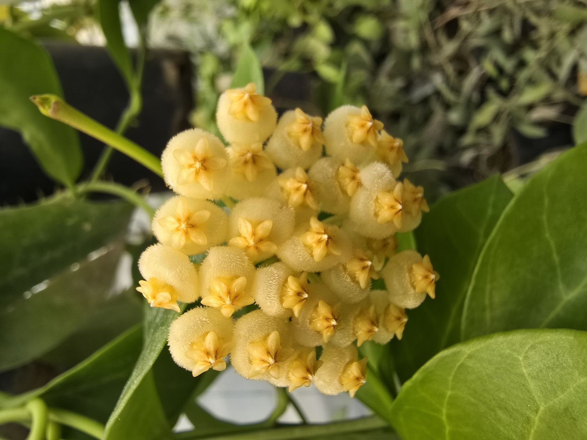 Hoya obscura yellow -  kokulu mum çiçeği 2 yaprak toprak da köklü ve sürgünlü (kod:new126a)