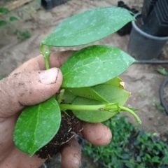 Hoya obscura yellow -  kokulu mum çiçeği 2 yaprak toprak da köklü ve sürgünlü (kod:new126a)