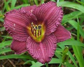 Kod:hem40 Hemerocallis 'Little Grapette' Daylily Hardy Perennial (Çiçek açabilecek sağlıklı 1adet rizom)