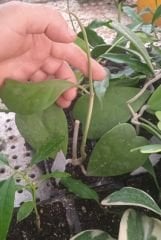 Büyük yapraklı, hoya kerrii pubescent -  kokulu mum çiçeği 2 yaprak toprak da köklü ve sürgünlü (kod:new127a)