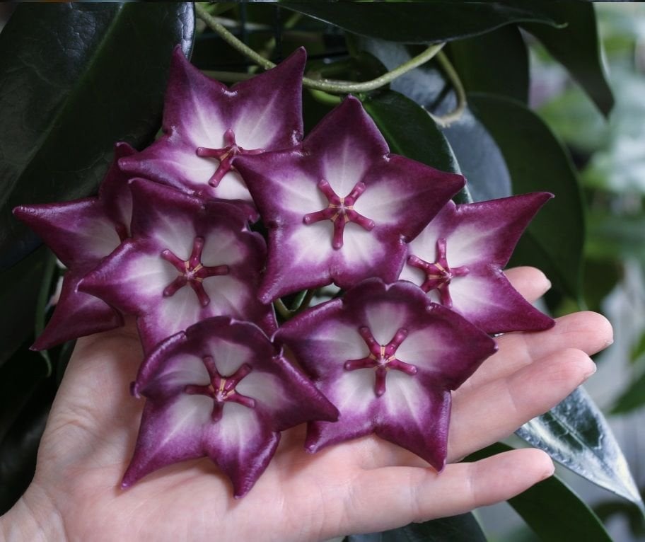 Hoya macgillivrayi -  kokulu mum çiçeği 20-30 cm boyda, toprak da köklü ve sürgünlü (kod:new128a)