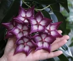 Hoya macgillivrayi -  kokulu mum çiçeği 20-30 cm boyda, toprak da köklü ve sürgünlü (kod:new128a)