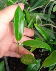Hoya macgillivrayi -  kokulu mum çiçeği 20-30 cm boyda, toprak da köklü ve sürgünlü (kod:new128a)