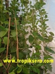 Kokulu mum çiçeği (Hoya obovata) 100 - 150 cm arası boyda tomurcuklu Anaç (Kod:mum227xl)