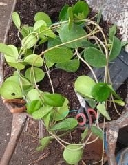 Kokulu mum çiçeği (Hoya obovata) 100 - 150 cm arası boyda tomurcuklu Anaç (Kod:mum227xl)