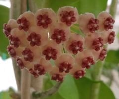 Kokulu mum çiçeği (Hoya obovata) 100 - 150 cm arası boyda tomurcuklu Anaç (Kod:mum227xl)