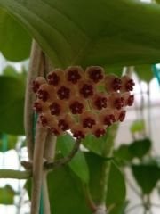 Kokulu mum çiçeği (Hoya obovata) 100 - 150 cm arası boyda tomurcuklu Anaç (Kod:mum227xl)