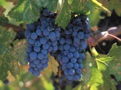Kod:uzm05 İzabella kokulu üzüm - Vitis labrusca (3 yaşında)