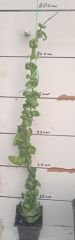 Kokulu mum çiçeği (Hoya Compacta) 60 cm boyda  Anaç (Kod:mum229xl)