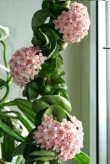 Kokulu mum çiçeği (Hoya Compacta) 60 cm boyda  Anaç (Kod:mum229xl)