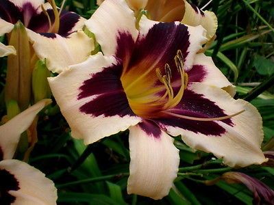 Kod:hem42 Hemerocallis 'Wild Horses'' Daylily Hardy Perennial (Çiçek açabilecek sağlıklı 1adet rizom)