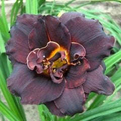 Kod:hem43  Hemerocallis ''Voodoo Dancer'' Daylily Hardy Perennial (Çiçek açabilecek sağlıklı 1adet rizom)