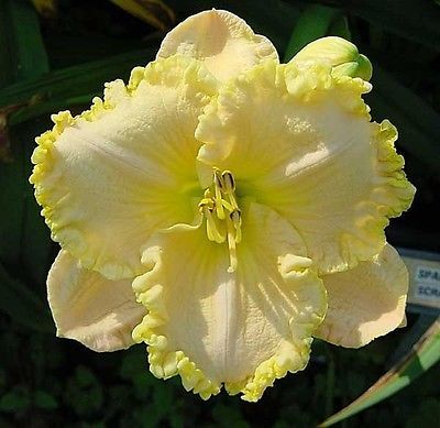 Kod:hem44 Hemerocallis 'Spacecoast Scrambled' Daylily Hardy Perennial (Çiçek açabilecek sağlıklı 1adet rizom)