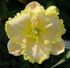 Kod:hem44 Hemerocallis 'Spacecoast Scrambled' Daylily Hardy Perennial (Çiçek açabilecek sağlıklı 1adet rizom)