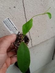 hoya mindorensis yellow -  mum çiçeği 10-20 cm boyda, toprak da, köklü ve sürgünlü (kod:new129a)